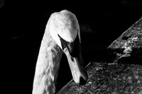 Portfolio-2