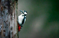 Woodpecker