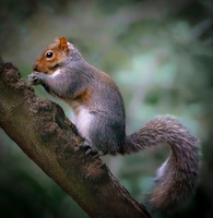 squirell 1