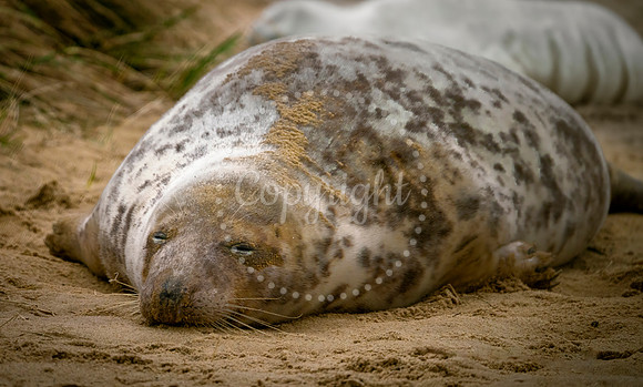 Horsey Seals nn