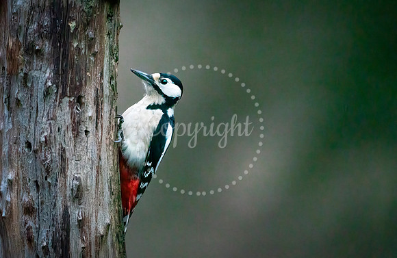 Woodpecker